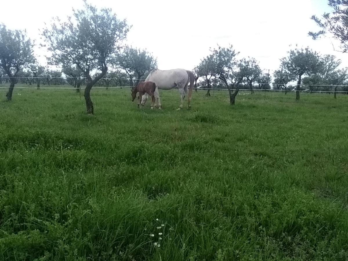 Studio Independant Dans Ferme Equestre Aups Zewnętrze zdjęcie